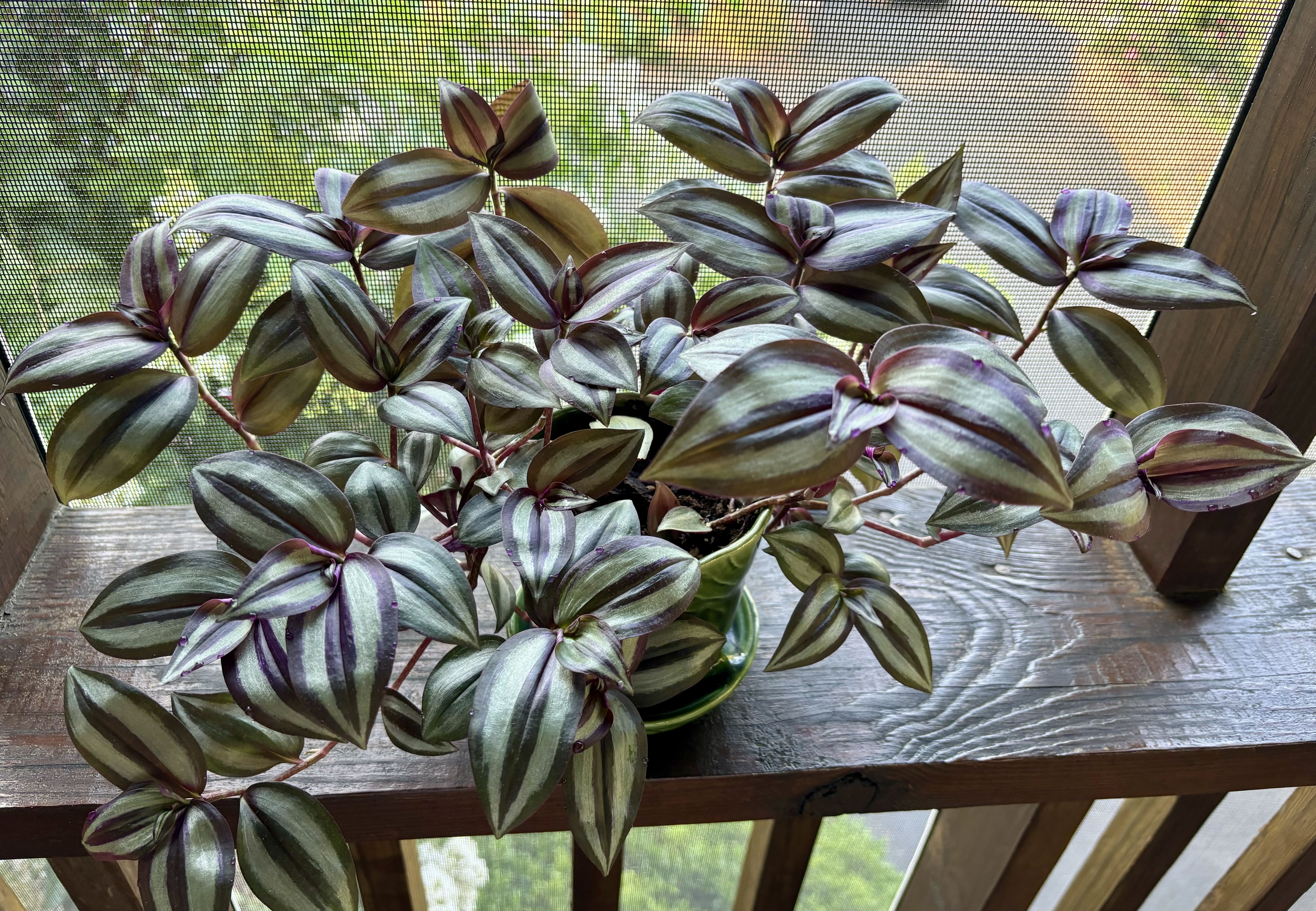 Photo from the post