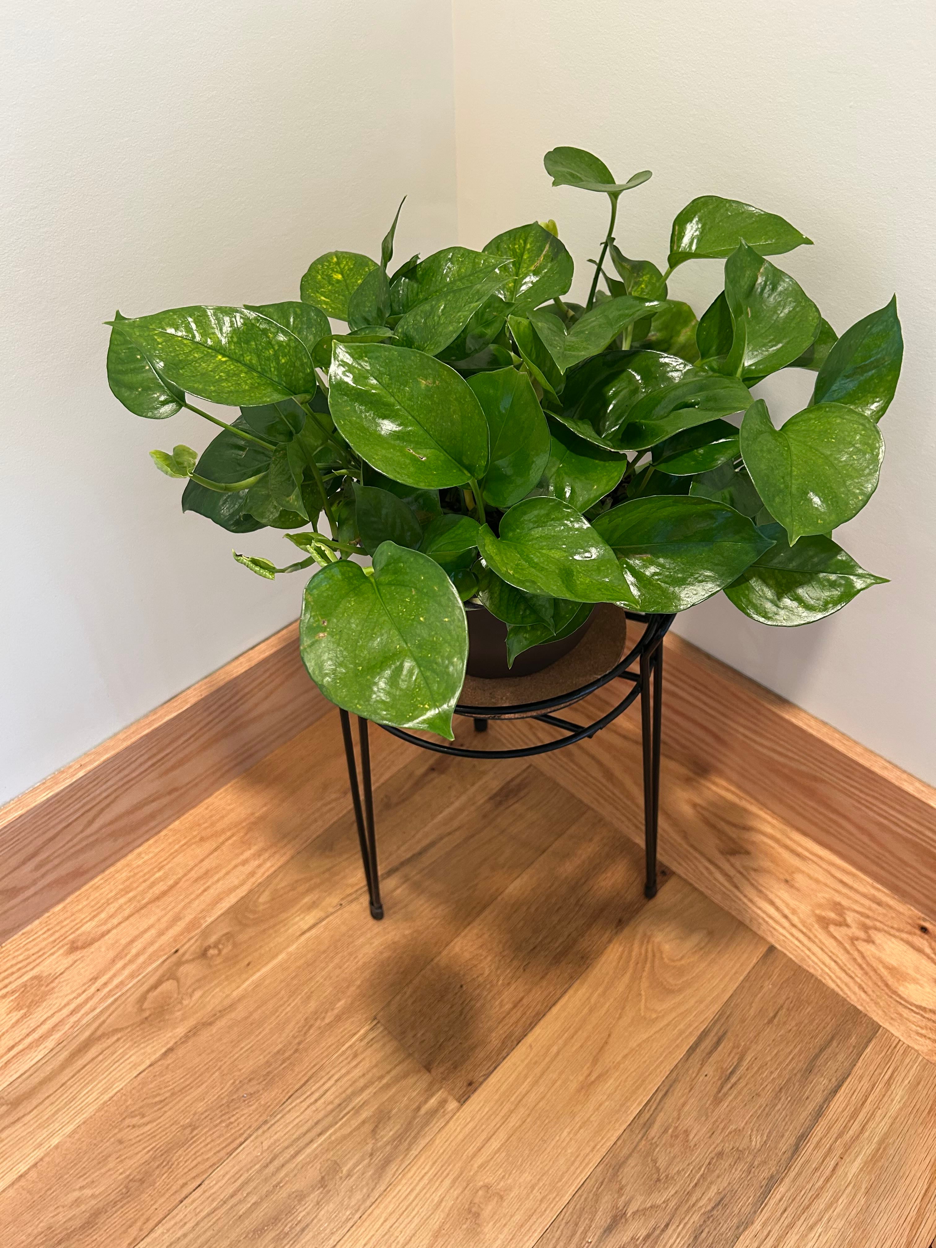 Y2FyZS1wbGFudC1wcm9maWxlL3VzZX