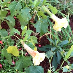 Photo of the plant species Devil's Apple by @FunnyRamshorn named Shakira on Greg, the plant care app
