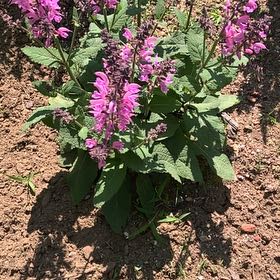 Photo of the plant species Coastal Hedgenettle by @FunnyRamshorn named Terra on Greg, the plant care app