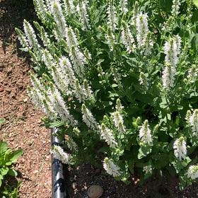 Photo of the plant species Clary Sage by @FunnyRamshorn named Foxxy on Greg, the plant care app