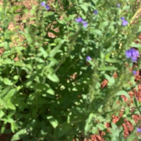 Photo of the plant species Hyssop by @FunnyRamshorn named Elle on Greg, the plant care app