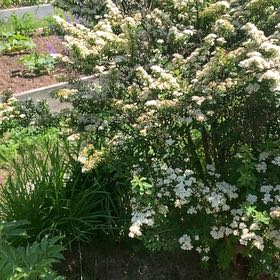 Photo of the plant species Beauty Bush by @FunnyRamshorn named Tupot amaroot on Greg, the plant care app