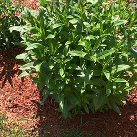Photo of the plant species Sweetscented Marigold by @FunnyRamshorn named Homer on Greg, the plant care app