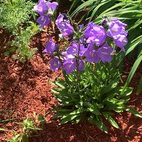 Photo of the plant species Peach-Leaved Bellflower by @FunnyRamshorn named Plato on Greg, the plant care app