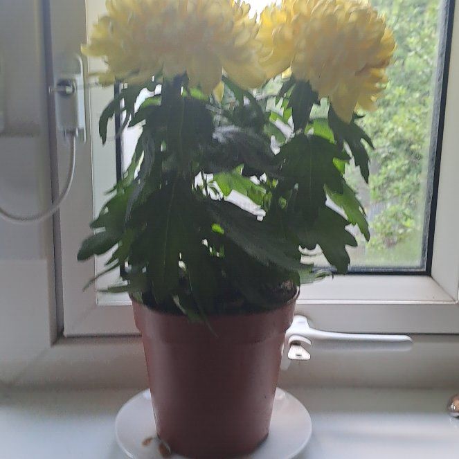 Photo of the plant species Hardy Chrysanthemum by @JocoseRedvein named Sunshine on Greg, the plant care app
