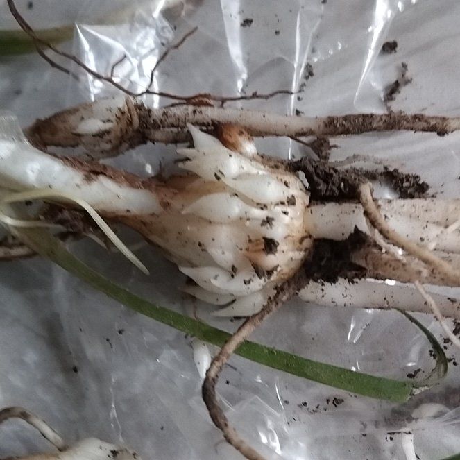 Photo of the plant species Indian Pipe by @BlessedAjwain named Girlfrond on Greg, the plant care app