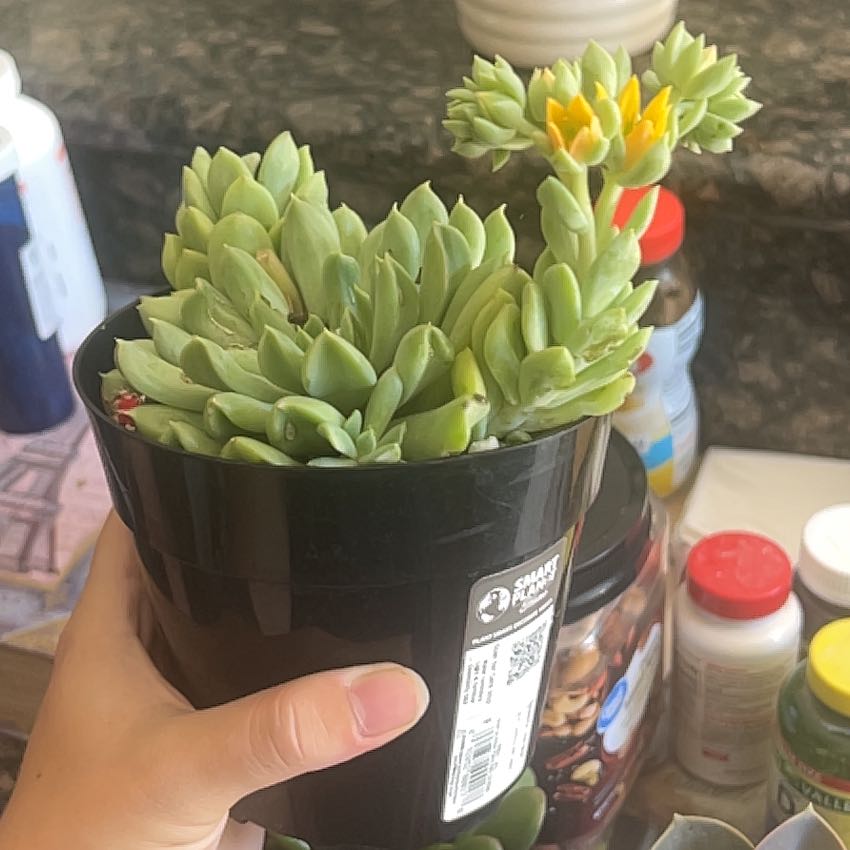 Photo of the plant species Echeveria 'Irish Mint' by @RelaxedEspostoa named Lola on Greg, the plant care app