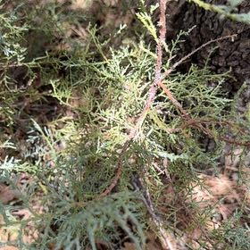 Photo of the plant species Five-Stamen Tamarisk by @GentleValleyoak named Zeus on Greg, the plant care app