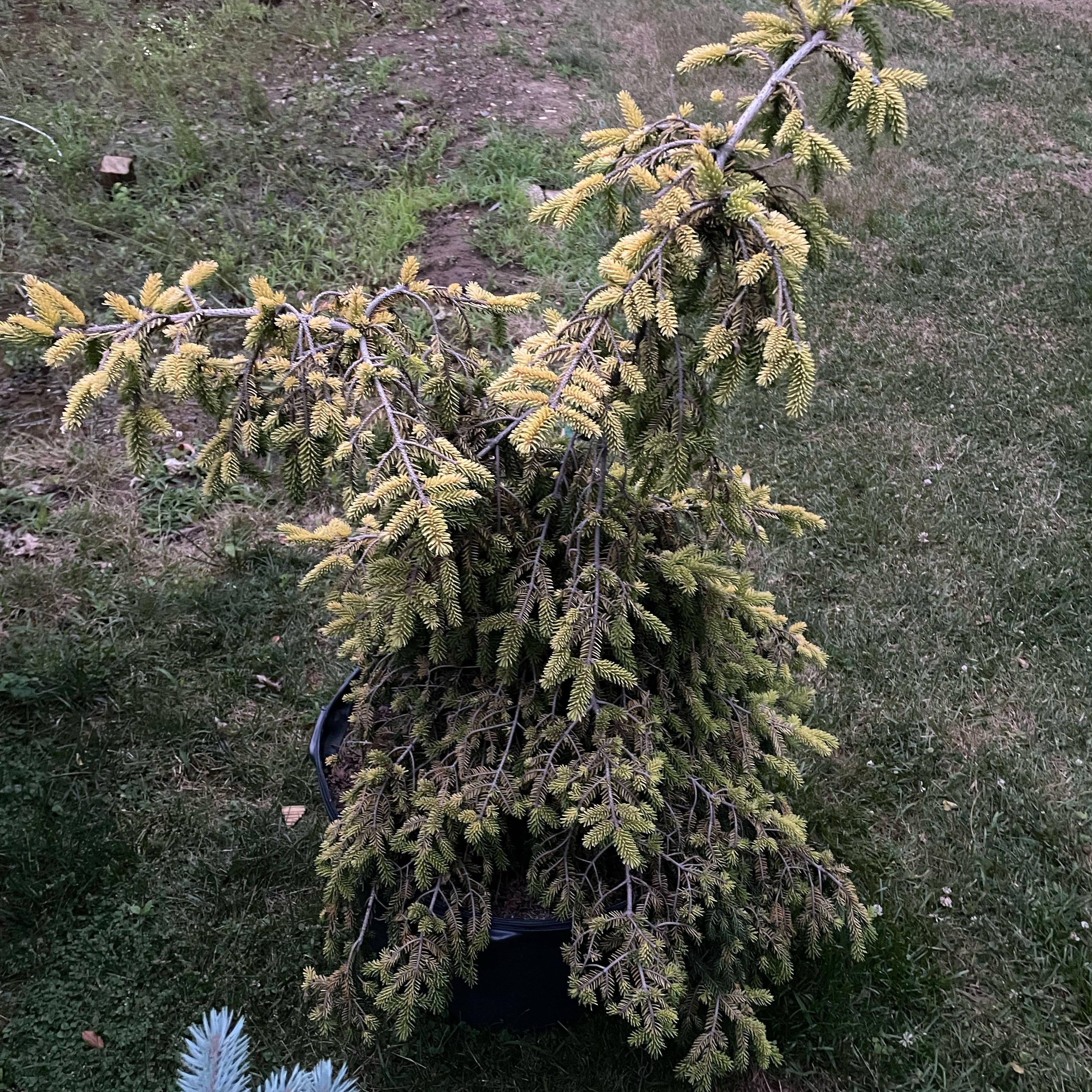 Photo of the plant species Oriental spruce by @KookyYellowwort named Skyland on Greg, the plant care app