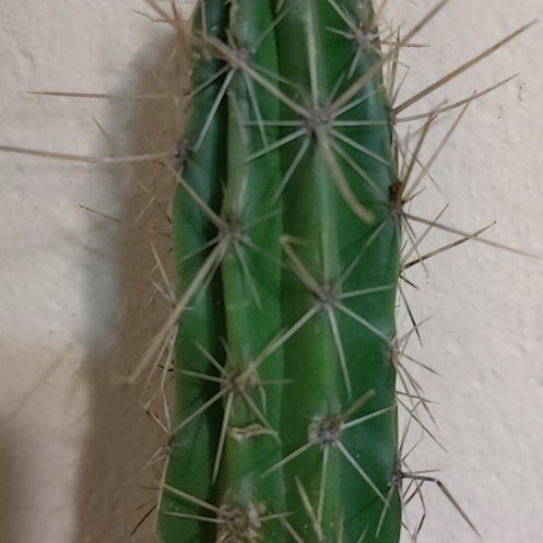 Photo of the plant species Banana Cactus by @WhollySoftcane named Sage on Greg, the plant care app