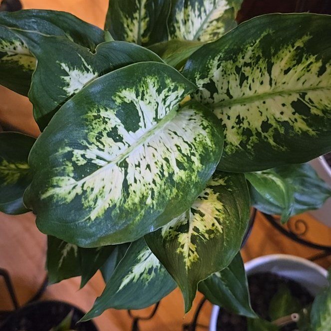 Photo of the plant species Dieffenbachia 'Memoria Corsii' by @BloomsByLo named Terra on Greg, the plant care app
