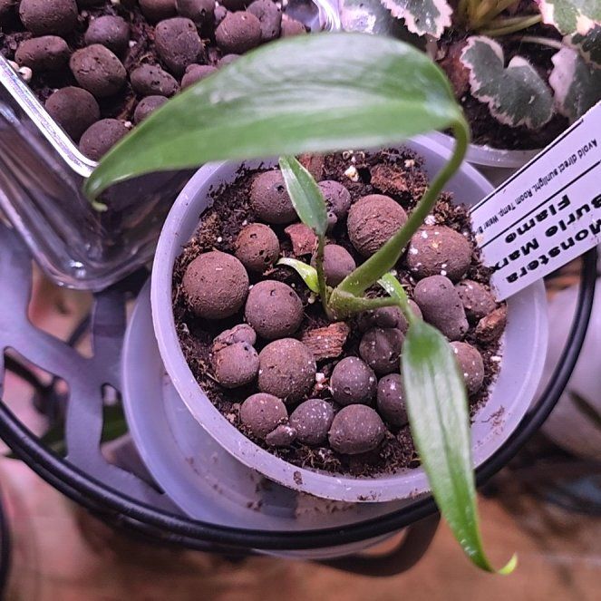 Photo of the plant species Monstera barrieri by @BloomsByLo named Gomez on Greg, the plant care app