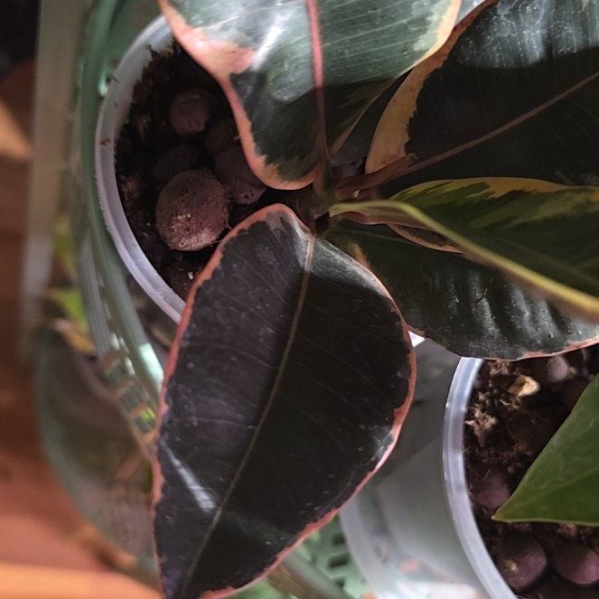 Photo of the plant species Ficus tenuicuspidata by @BloomsByLo named Morgan Treeman on Greg, the plant care app