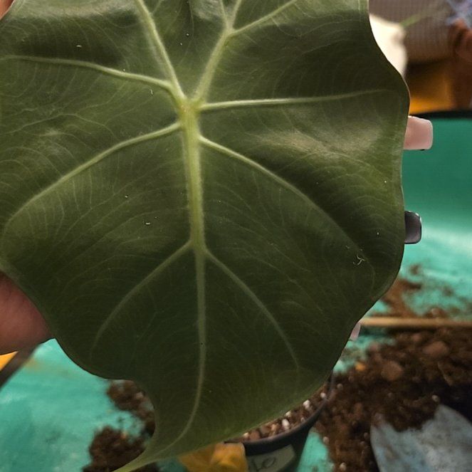 Photo of the plant species Elephant Ear 'Mayan Mask' by @BloomsByLo named Taylor Swift on Greg, the plant care app