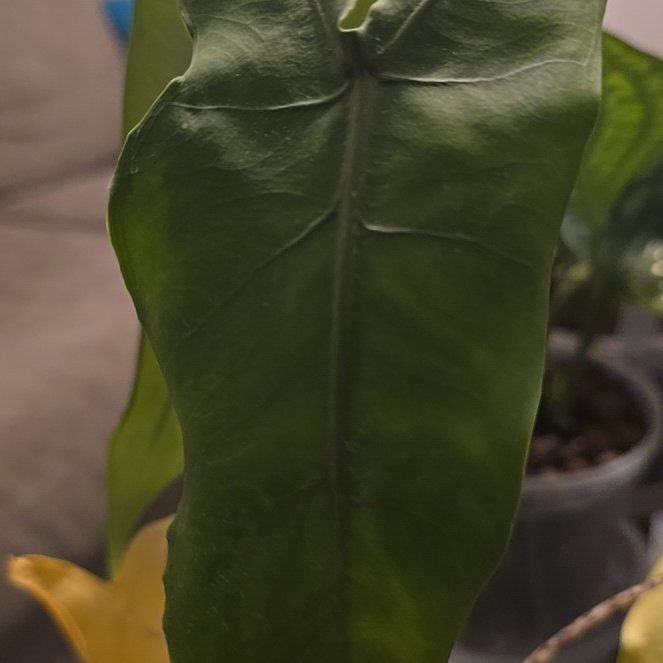 Photo of the plant species Alocasia tigrina by @BloomsByLo named Naomi on Greg, the plant care app