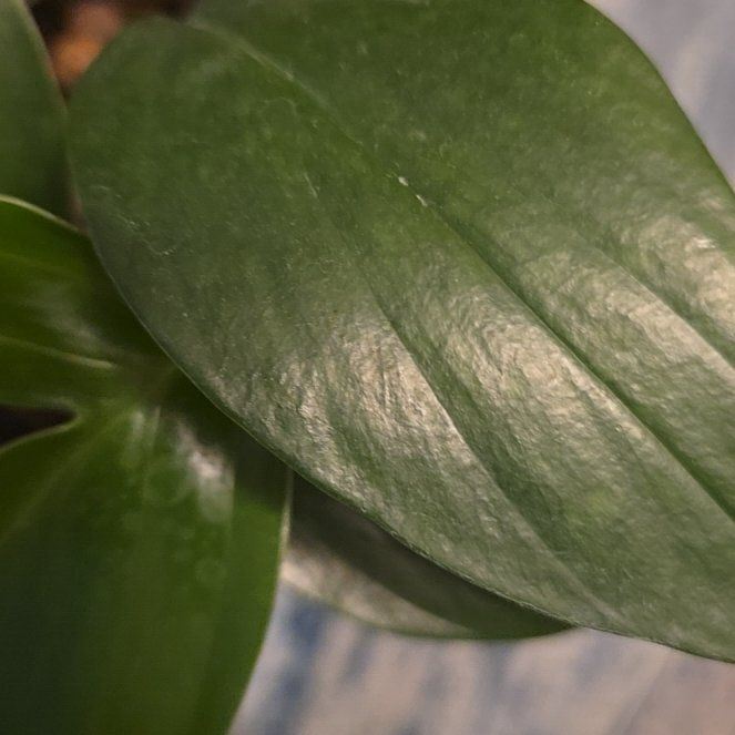 Photo of the plant species dragon tail by @BloomsByLo named Shakira on Greg, the plant care app
