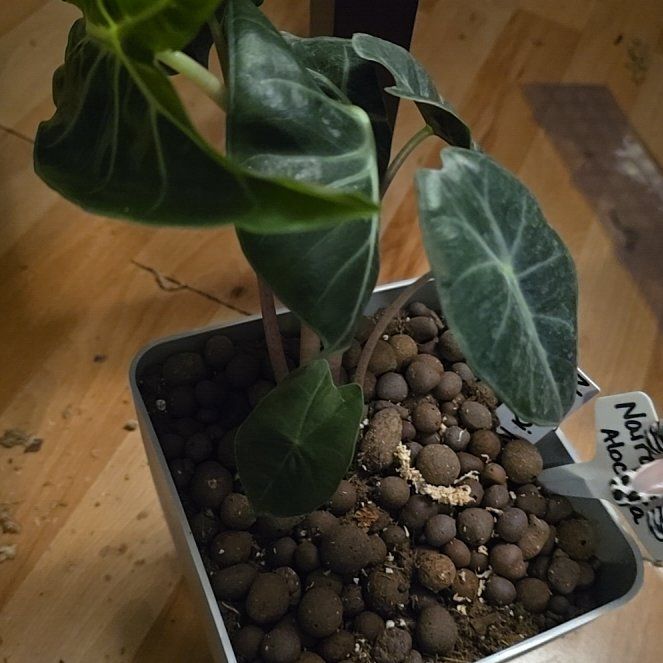 Photo of the plant species Nairobi Nights by @BloomsByLo named Fernie Mercury on Greg, the plant care app