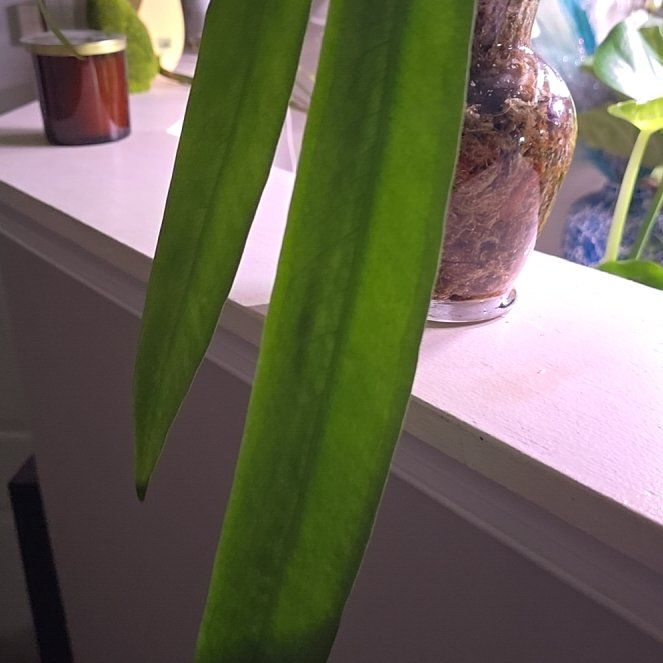 Photo of the plant species Strap Leaf Anthurium by @BloomsByLo named Huckleberry Fern on Greg, the plant care app