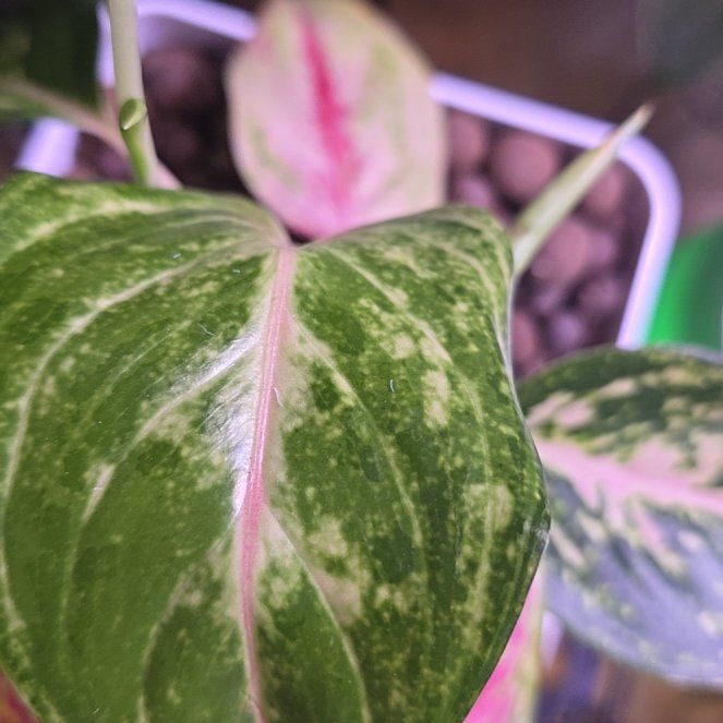 Photo of the plant species Aglaonema 'Golden Fluorite' by @BloomsByLo named Lu- Pinka on Greg, the plant care app