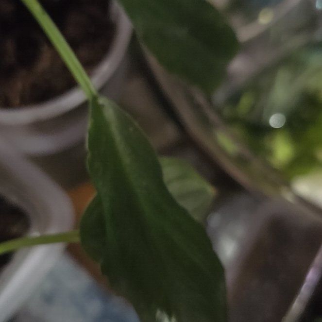 Photo of the plant species Red Sun Philodendren by @BloomsByLo named Pax on Greg, the plant care app