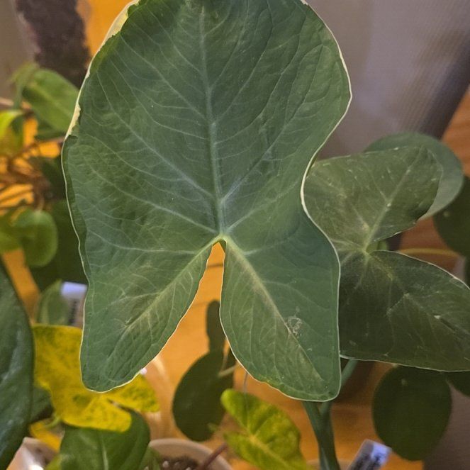 Photo of the plant species Xanthosoma 'Mickey Mouse' by @BloomsByLo named Mickey on Greg, the plant care app