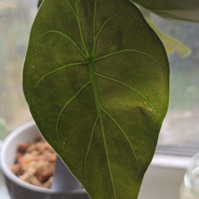 Photo of the plant species alocasia wentii silver splash by @BloomsByLo named Tree Diddy on Greg, the plant care app