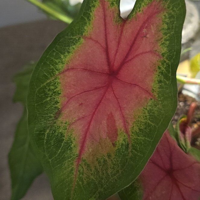 Photo of the plant species Caladium 'Any Color' by @BloomsByLo named Wall-E on Greg, the plant care app