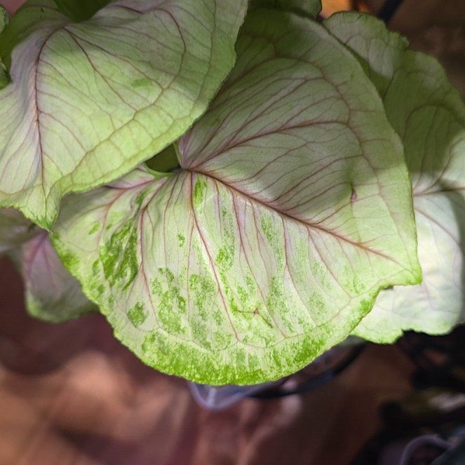 Photo of the plant species syngonium strawberry milk by @BloomsByLo named Athena on Greg, the plant care app