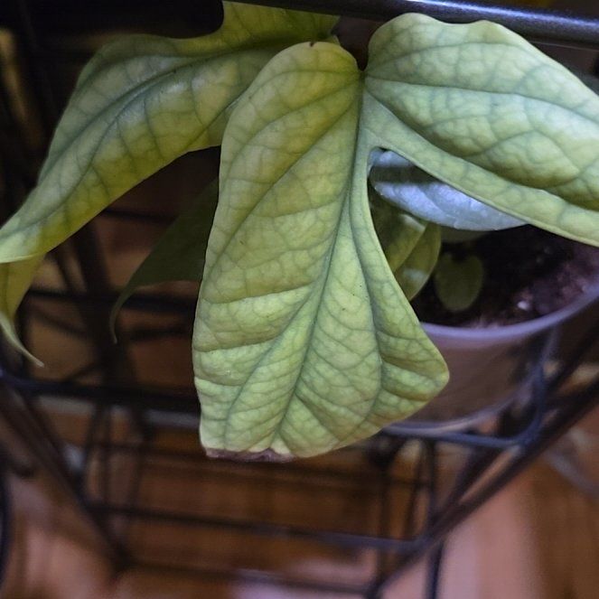 Photo of the plant species Amydrium by @BloomsByLo named Darwin on Greg, the plant care app