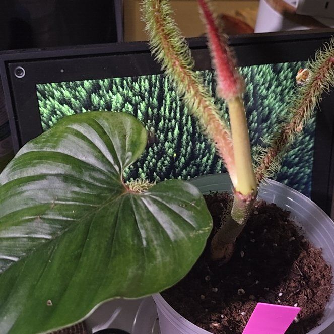 Photo of the plant species Phodendren by @BloomsByLo named Surya on Greg, the plant care app