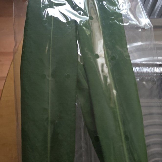 Photo of the plant species Anthurium pallidifibrum by @BloomsByLo named Kobe on Greg, the plant care app