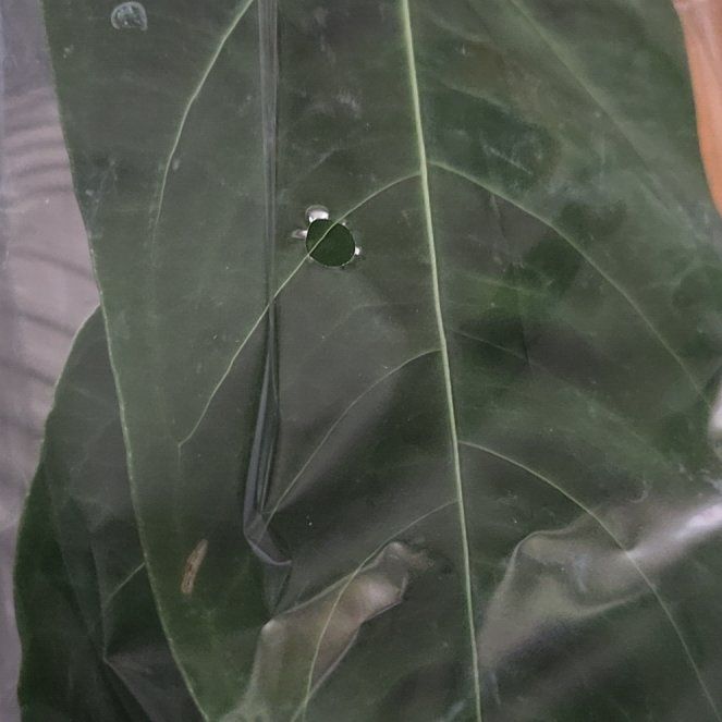 Photo of the plant species Anthurium queremalense by @BloomsByLo named Morgan Treeman on Greg, the plant care app