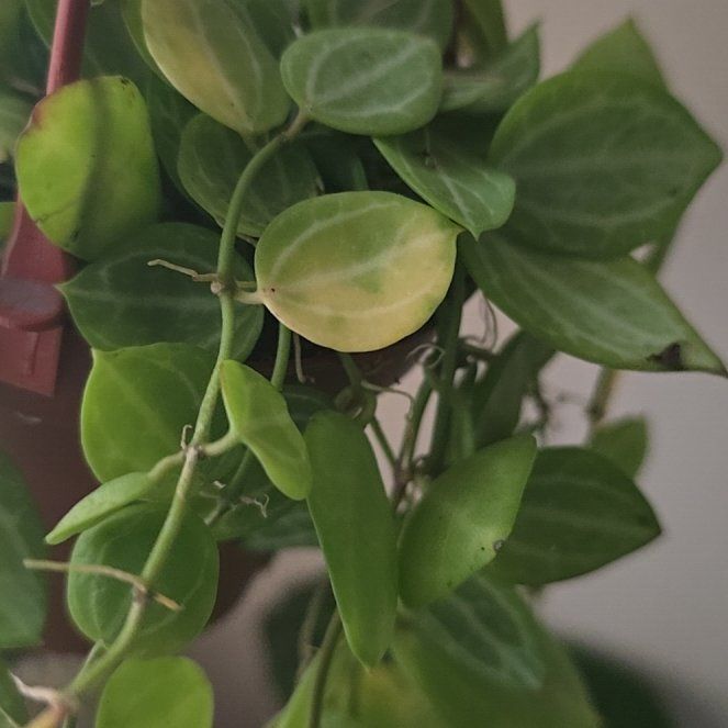 Photo of the plant species Dischidia micholitzii by @BloomsByLo named Austen on Greg, the plant care app