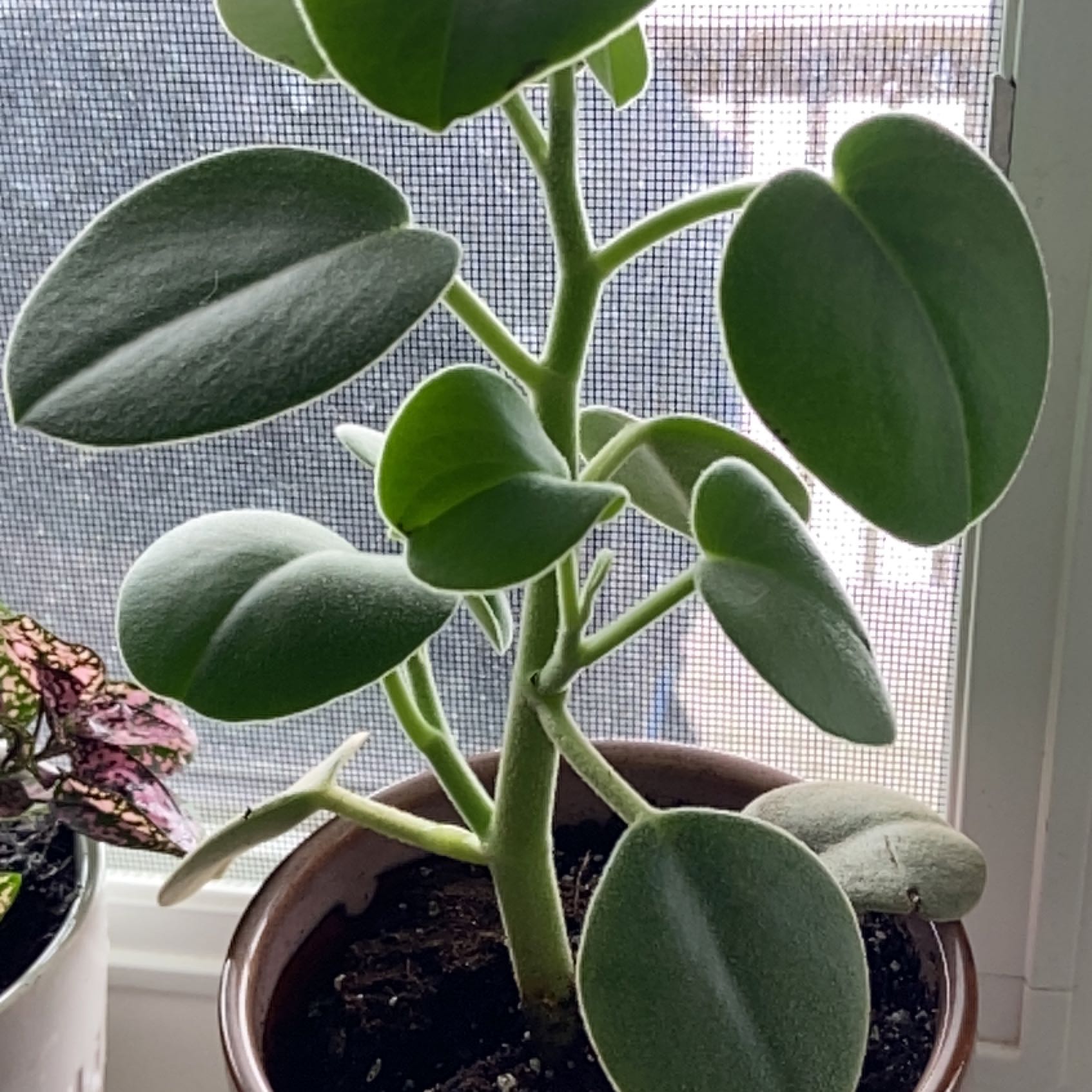Felted Peperomia plant in a pot near a window, healthy green leaves.