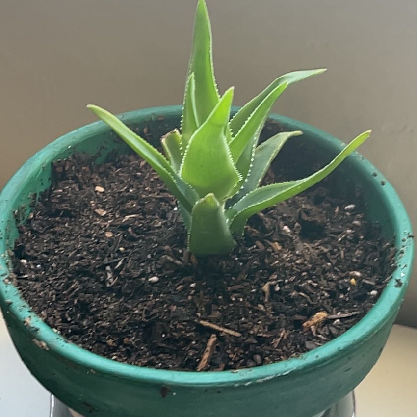 Photo of the plant species Aloe ciliaris by @IdolTangierpea named Leo on Greg, the plant care app