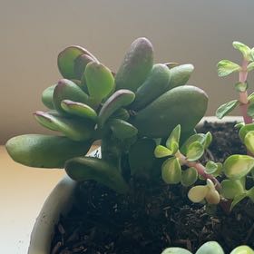 Photo of the plant species Sunset Gollum Jade by @IdolTangierpea named Harper on Greg, the plant care app
