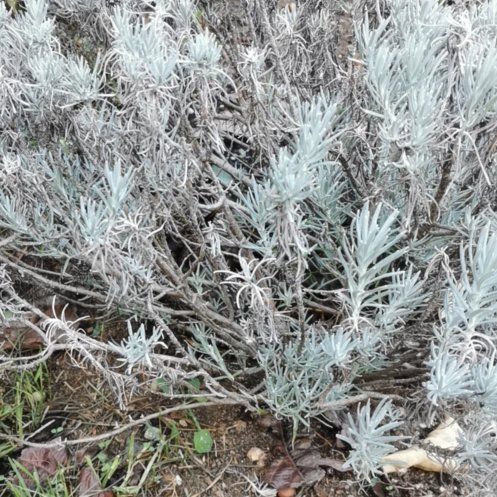 Photo of the plant species Mediterranean Strawflower by @QueenPatchouli named Khaleesi on Greg, the plant care app