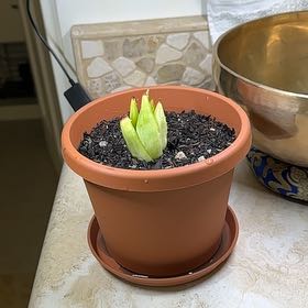 Photo of the plant species Aloe Polyphylla by @DapperOgreears named Kobe on Greg, the plant care app