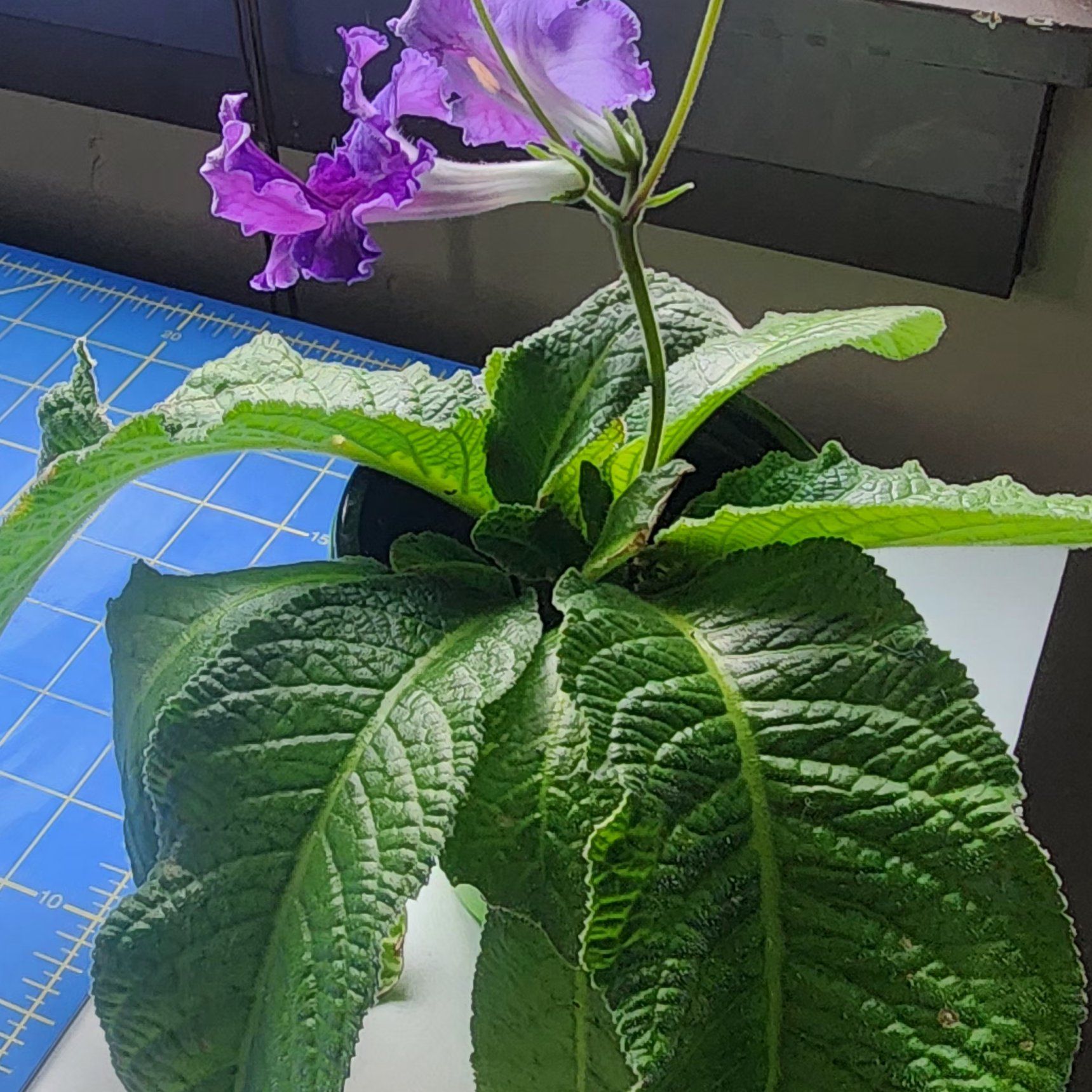 Photo of the plant species Asian Violet 'Aiko' by @QualityPlanty named Delilah on Greg, the plant care app