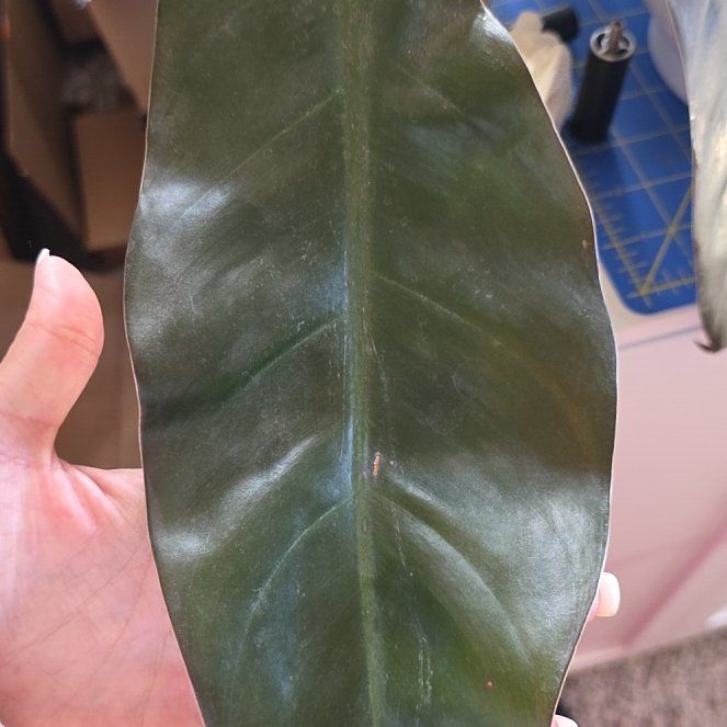 Photo of the plant species Philodendron 'Imperial Red' by @QualityPlanty named Beckham on Greg, the plant care app