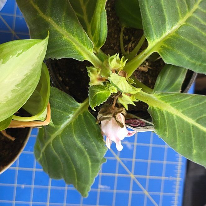 Photo of the plant species Florist's gloxinia by @QualityPlanty named Dax on Greg, the plant care app