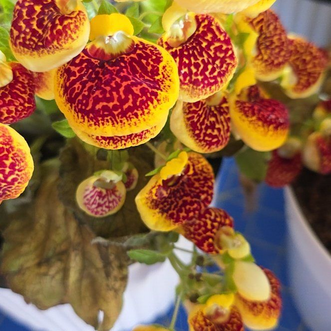 Photo of the plant species Calceolaria alba by @QualityPlanty named Dolores on Greg, the plant care app