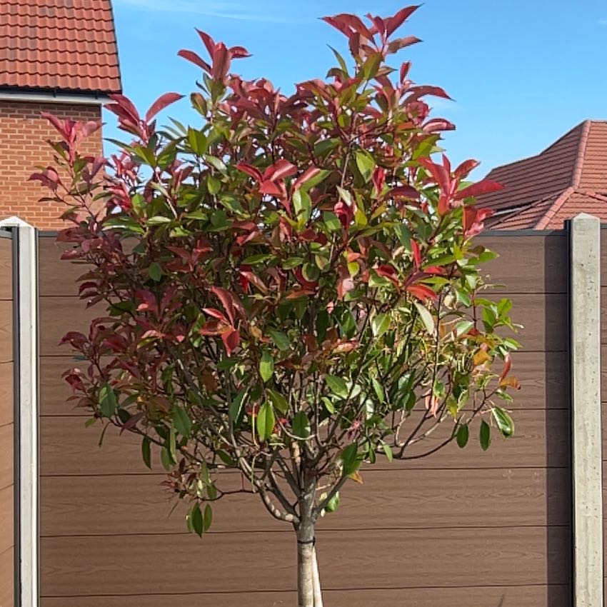 Photo of the plant species Red Robin Photinia by Lauren named Morgan Treeman on Greg, the plant care app
