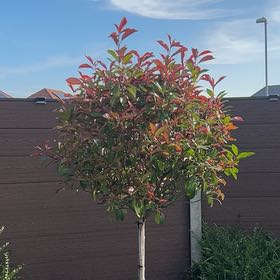 Photo of the plant species Red Robin Photinia by Lauren named Rihanna on Greg, the plant care app