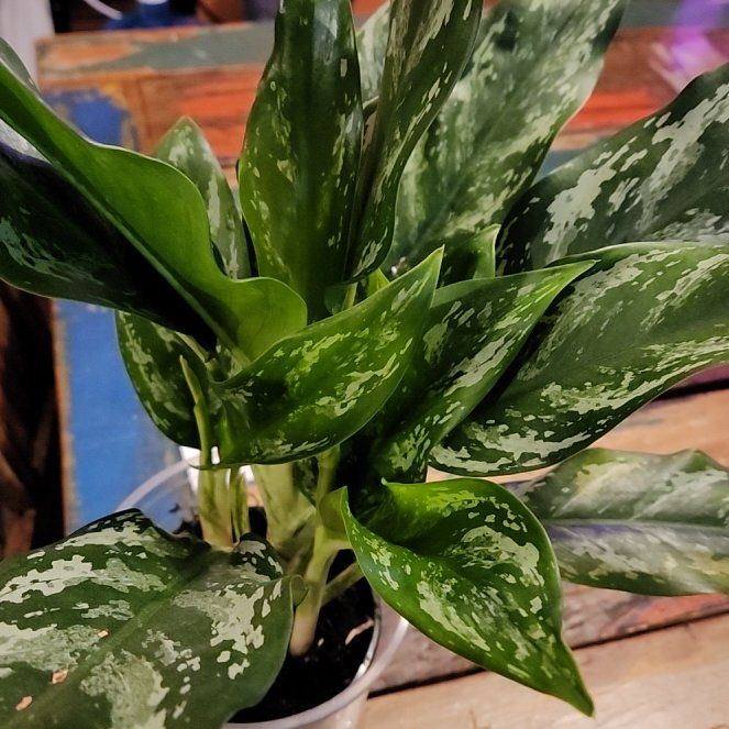 Photo of the plant species Aglaonema MaryAnn by @LadySugarvine named Mary on Greg, the plant care app