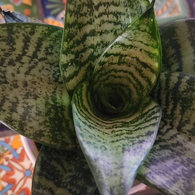 Photo of the plant species Sansevieria Robusta by @LadySugarvine named Buster on Greg, the plant care app