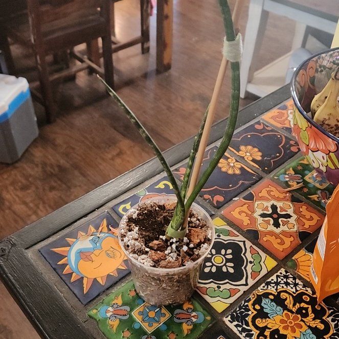 Photo of the plant species Sansevieria bacularis by @LadySugarvine named Gabe on Greg, the plant care app