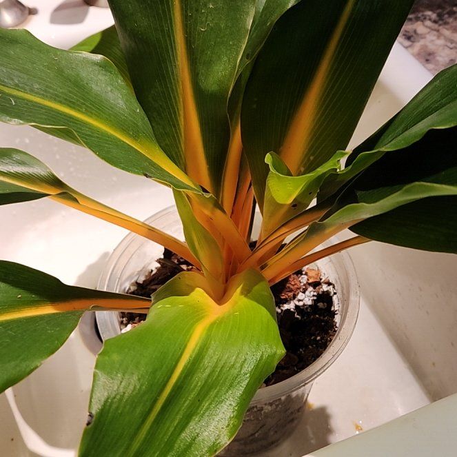 Photo of the plant species Mandarin Spider Plant by @LadySugarvine named Mandy on Greg, the plant care app