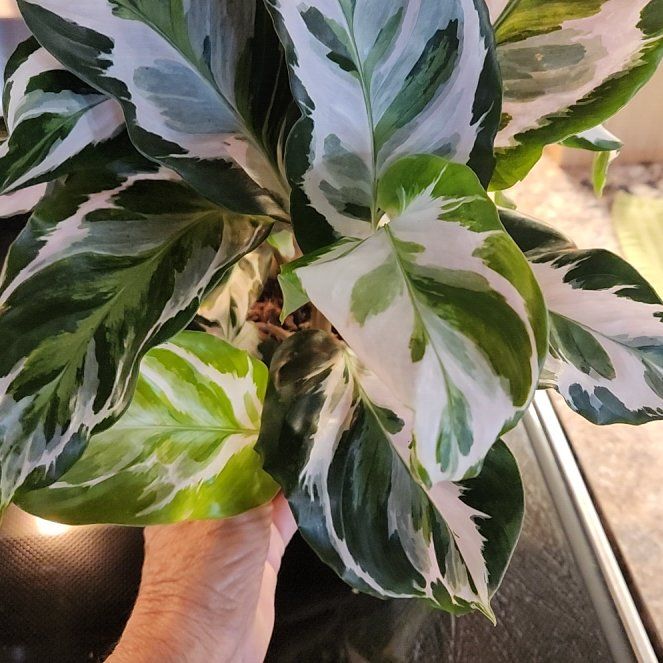 Photo of the plant species Calathea Stella by @LadySugarvine named Stella on Greg, the plant care app